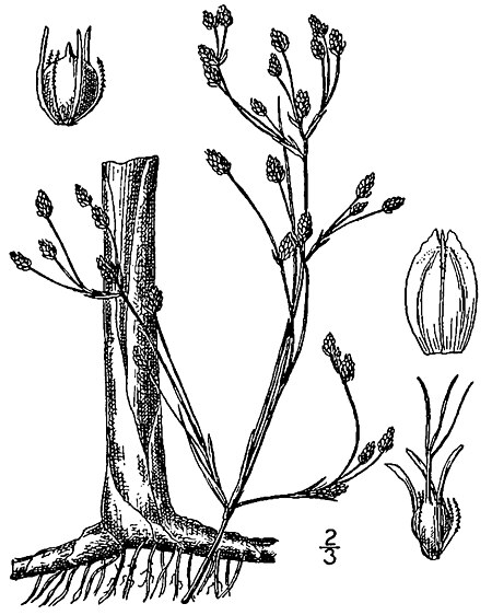 Schoenoplectus_heterochaetus