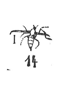 Sciara minuscula femelle 1937 N. Théobald Holotype éch. MI x3 p. 330 pl. XXI Diptères du Stampien d'Aix-en-Provence.pdf