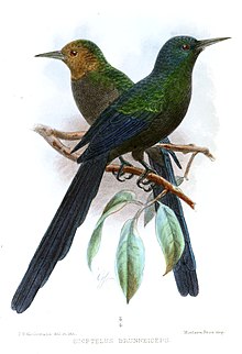 Brunhovudkakelar, Phoeniculus castaneiceps Illustrasjon John Gerrard Keulemans, 1904, Public domain