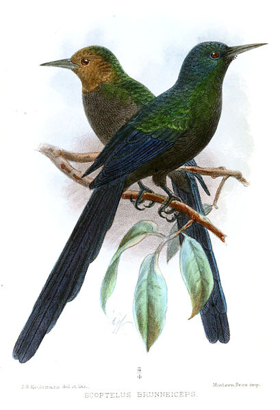 File:ScoptelusBrunneicepsKeulemans.jpg