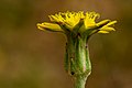 Scorzonera laciniata - Flickr - aspidoscelis (2).jpg
