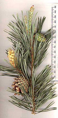 A shoot of Scots pine, the plant badge of Clan Gregor. ScotsPine shoot.jpg