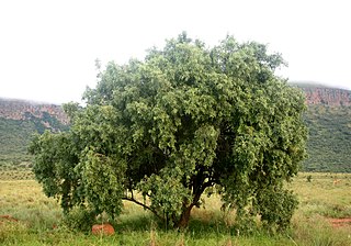 <i>Searsia leptodictya</i> Species of tree