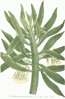 <i>Senecio arborescens</i> species of plant