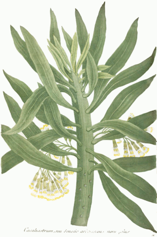 <i>Senecio arborescens</i> Species of flowering plant