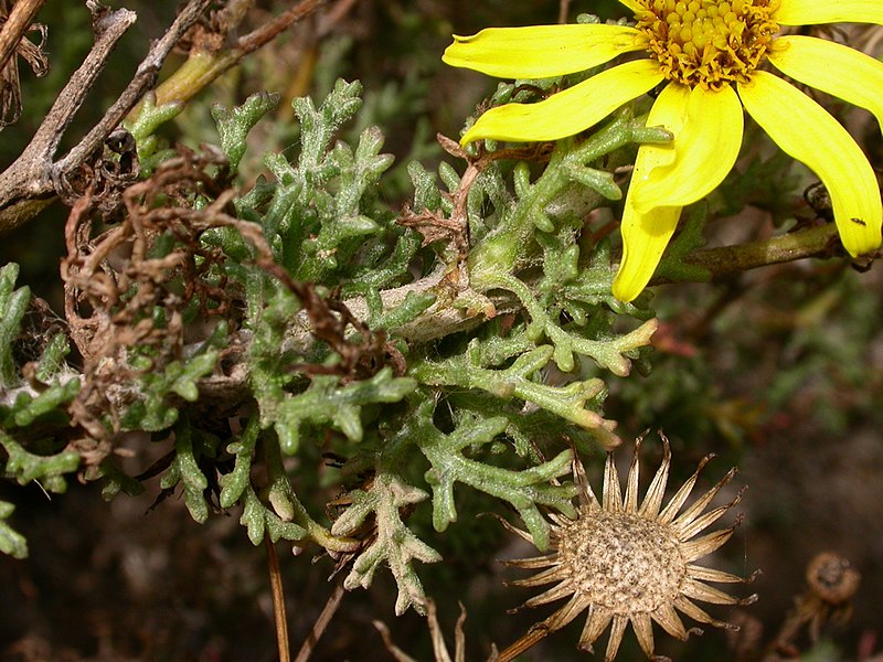 File:Senecio bahioides-DSCN9220.jpg