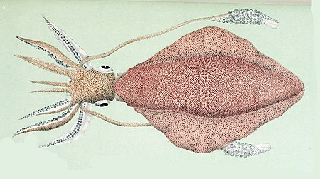 Sepioteuthis australis