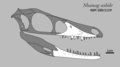 Skull reconstruction of Shanag ashile