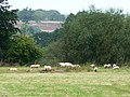 Sheep grazing the Ham