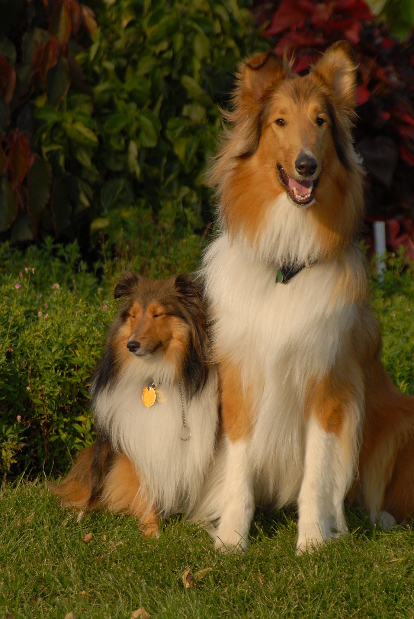 are sheltie and collie the same