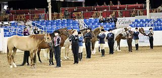 <span class="mw-page-title-main">Horse showmanship</span>