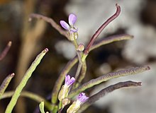 Sibara filifolia (rockcress s krilatom na otoku Santa Cruz) (5628843295) .jpg