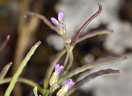 Sibara filifolia