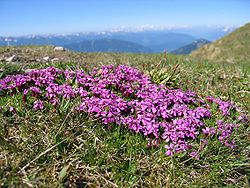 Silene Acaulis.jpg