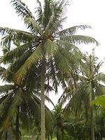 Singapore coconut.jpg