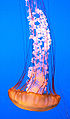 Singular Sea Nettle (cropped).jpg