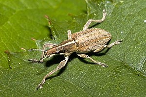 Sitona.gressorius.7384.jpg