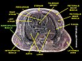 Subscapularis muscle