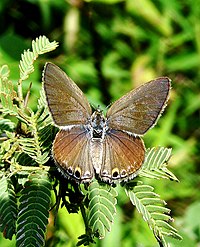 Small Cupid Chilades parrhasius Female by Dr. Raju Kasambe DSCF4683 (64).jpg