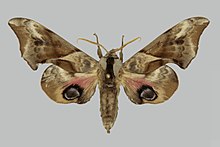 Smerinthus minor RB179 male un.jpg