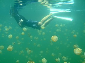 A golden jellyfish bloom in Jellyfish Lake, Palau.