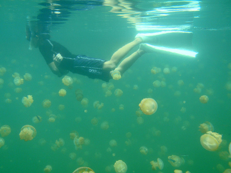 File:Snorkeling with Jellyfish.jpg