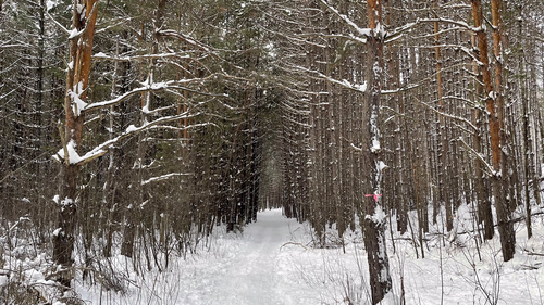 A snowy path near Lake Joseph, Ontario, Canada.