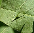 Oecanthus fultoni