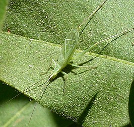 Oecanthus fultoni