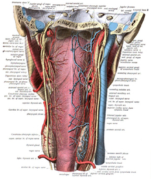 Nerf pneumogastrique : Anatomie, fonctions et pathologies - esculape