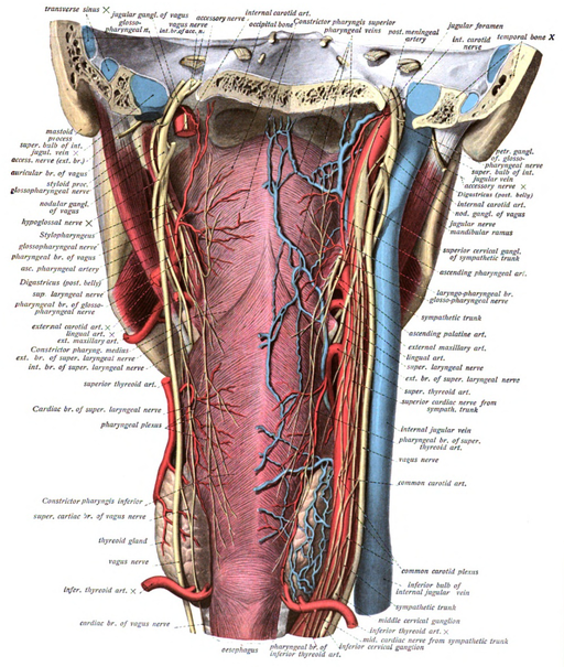 Sobotta's Atlas and Text-book of Human Anatomy 1909