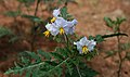 Solanum sisymbriifolium 1.jpg