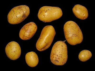 Solanum tuberosum Tubers