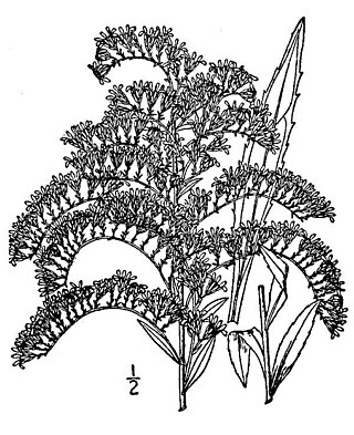 <i>Solidago shortii</i> Species of flowering plant