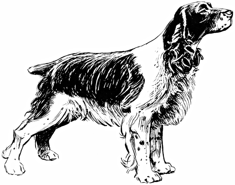 File:Spaniel 1 (PSF).png