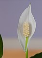 * Nomination Flower of Spathiphyllum as indoor plant --Tuxyso 11:34, 3 August 2013 (UTC) * Promotion Good Quality --Rjcastillo 13:35, 3 August 2013 (UTC)