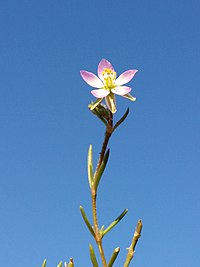 Spergularia maritima sl28.jpg