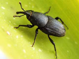Sphenophorini Tribe of beetles