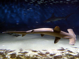Бронзовая акула молот (Sphyrna lewini)