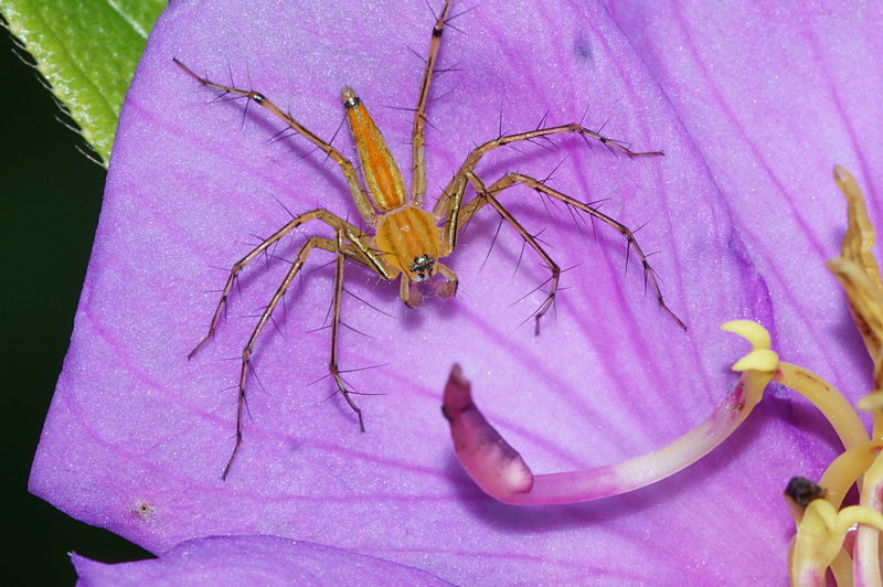 File:Spider 04124.JPG