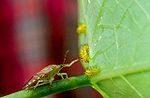 Miniatura per Podisus maculiventris