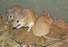 Spiny mice (Acomys cahirinus pictured here) can regenerate skin, cartilage, nerves and muscle. Spiny Mice.jpg