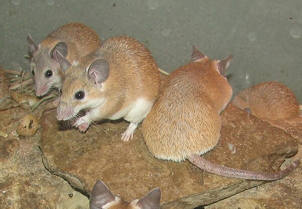 Spiny mice (Acomys cahirinus pictured here) can regenerate skin, cartilage, nerves and muscle.