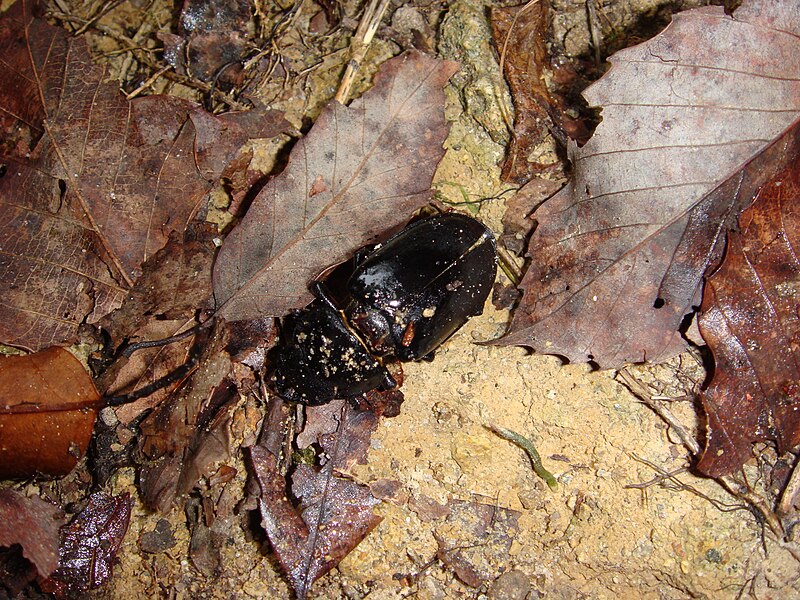 File:Stag beetle.JPG