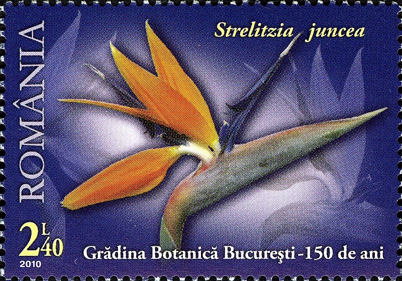 File:Stamps of Romania, 2010-49.jpg