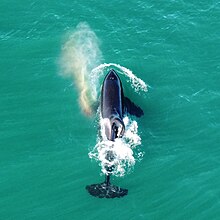 Starboard blowing a rainbow as caught on drone while he was visiting Mossel Bay