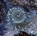 Starburst sea anemone (12295).jpg