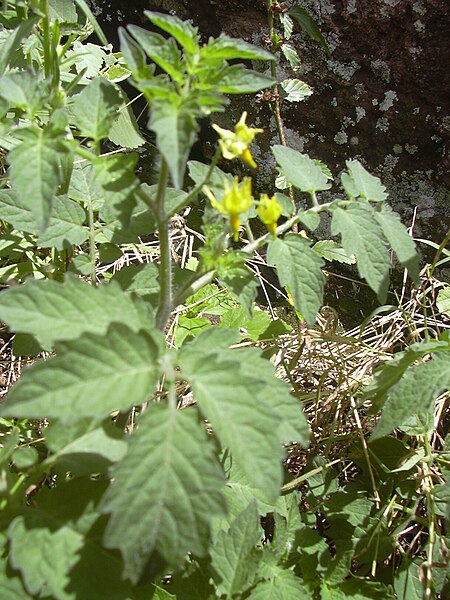 File:Starr 040330-0408 Solanum lycopersicum var. cerasiforme.jpg