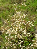 Miniatura para Ageratina riparia