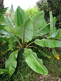 abesinijska banana, E. ventricosum